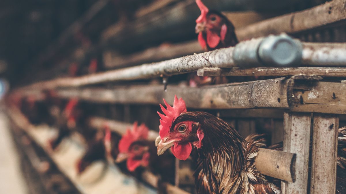 Starved and Beaten: Teen Rescued After 3-Month Captivity in Chicken Coop