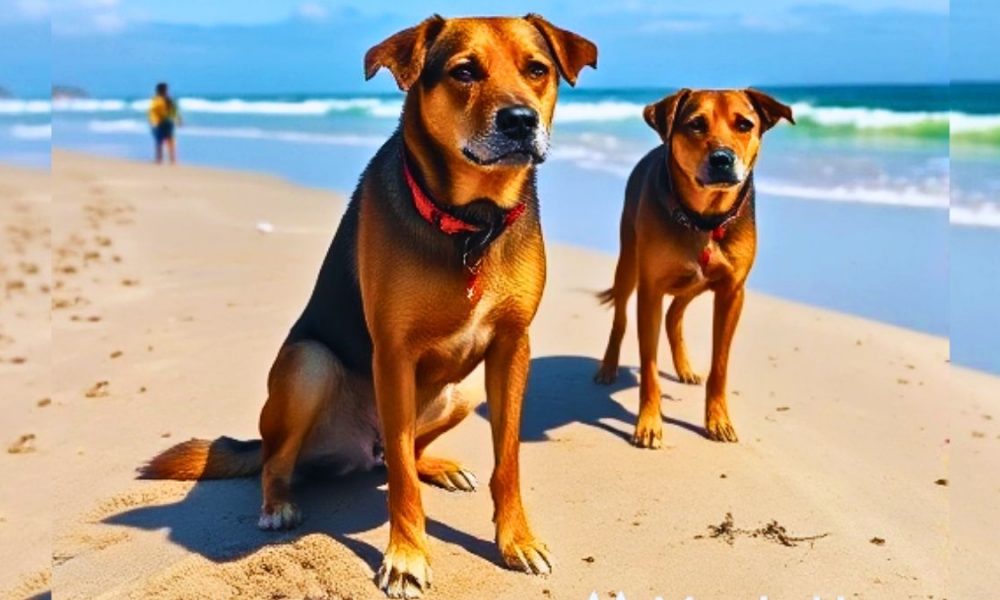 New Sniffer Dog Project Launched to Fortify Mauritius' Border Security