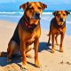 New Sniffer Dog Project Launched to Fortify Mauritius' Border Security