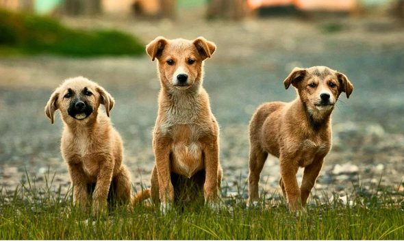 Only 5% of Dogs Registered Amid Stray Crisis