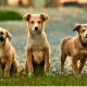 1-Chip Solution: New Law to Hold Irresponsible Dog Owners Accountable