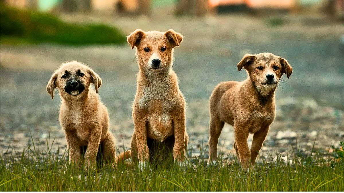 1-Chip Solution: New Law to Hold Irresponsible Dog Owners Accountable