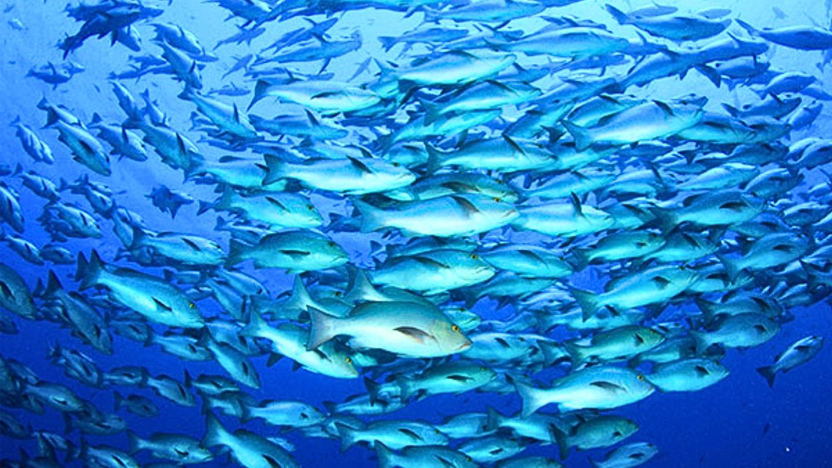 New Blue Economy Law Proposed to Shield Marine Riches