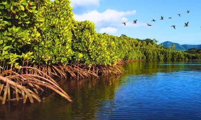 MOL Charitable Trust Launches 5th Funding Round for Environmental Projects