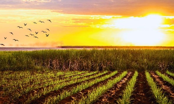 Sugar Industry Turmoil: 8,137 Planters Warn of "No Future" Without Foreign Workers