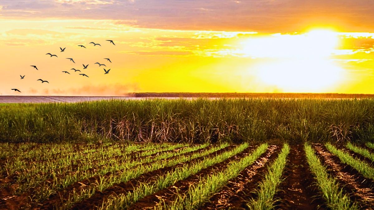 Sugar Industry Turmoil: 8,137 Planters Warn of "No Future" Without Foreign Workers