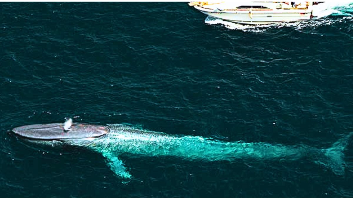 Conservation Group Sues 23 Tour Operators Over Marine Species Decline