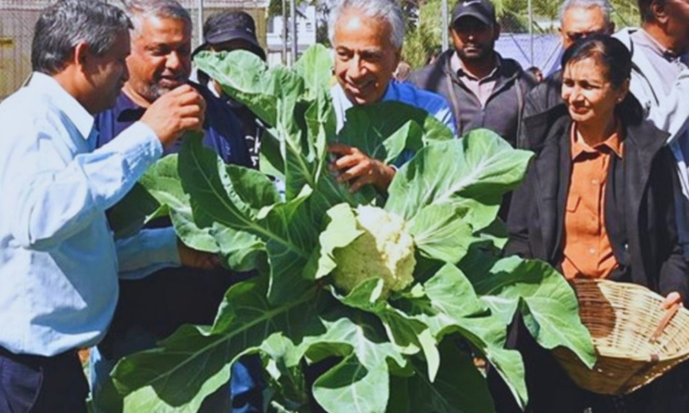 'Nuclear' Cauliflower to Cut Pesticide Use and Boost Food Security in Mauritius