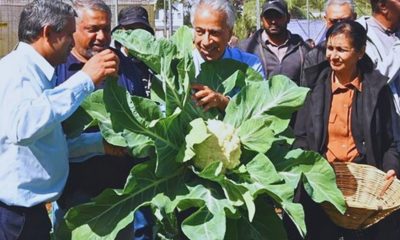 'Nuclear' Cauliflower to Cut Pesticide Use and Boost Food Security in Mauritius