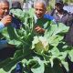 'Nuclear' Cauliflower to Cut Pesticide Use and Boost Food Security in Mauritius