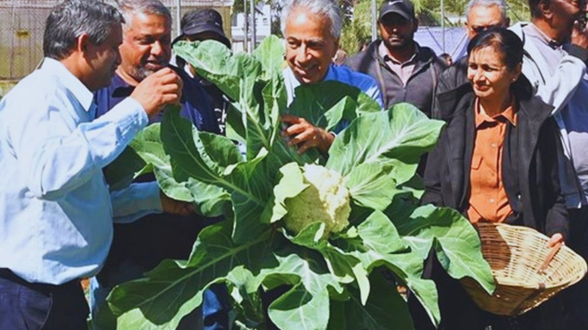 'Nuclear' Cauliflower to Cut Pesticide Use and Boost Food Security in Mauritius
