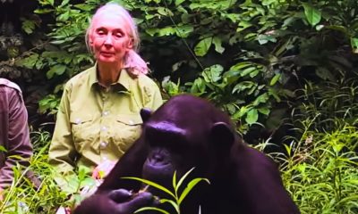 91-Year-Old Jane Goodall, Chimpanzee Ambassador and Environmental Titan, Dies