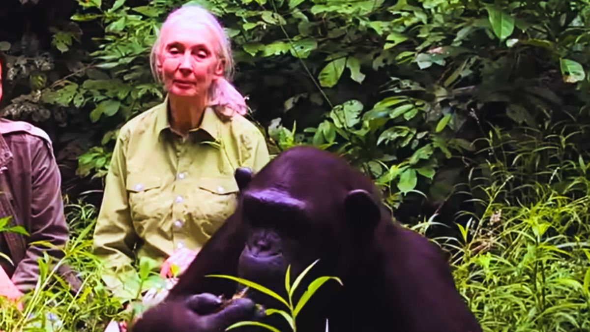 91-Year-Old Jane Goodall, Chimpanzee Ambassador and Environmental Titan, Dies
