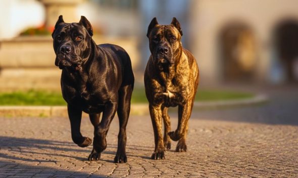 Dog Owner Freed on Rs 5,000 Bail After Cane Corso Attack