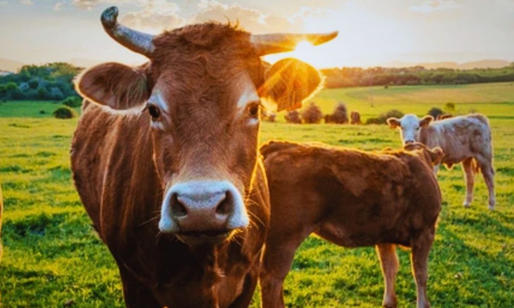 Mauritius Beefs Up Biosecurity, Citing 274 South African FMD Outbreaks