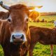 274 South African Outbreaks Force Double Quarantine on Mauritian Cattle Imports