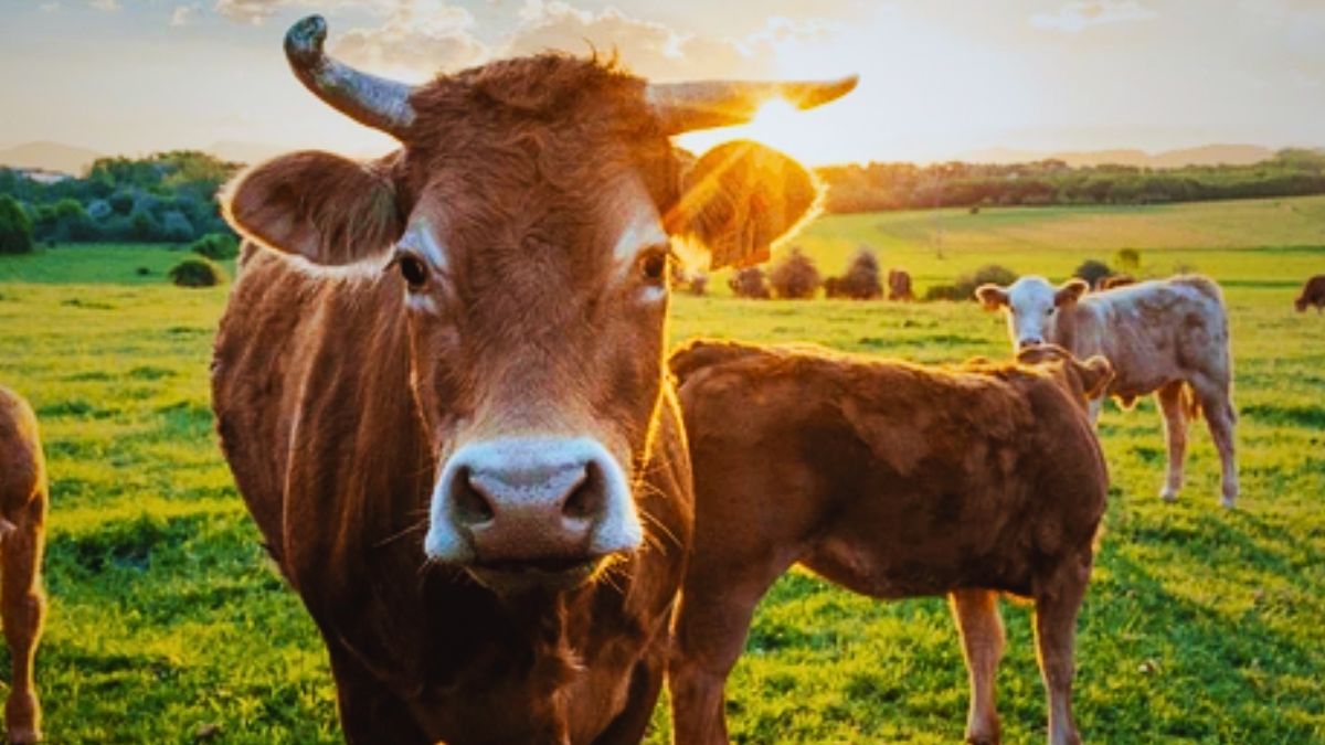 Mauritius Beefs Up Biosecurity, Citing 274 South African FMD Outbreaks