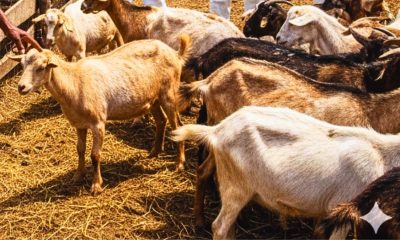 Highly Contagious Cattle Disease Detected in Mauritian Goat