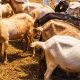 Highly Contagious Cattle Disease Detected in Mauritian Goat