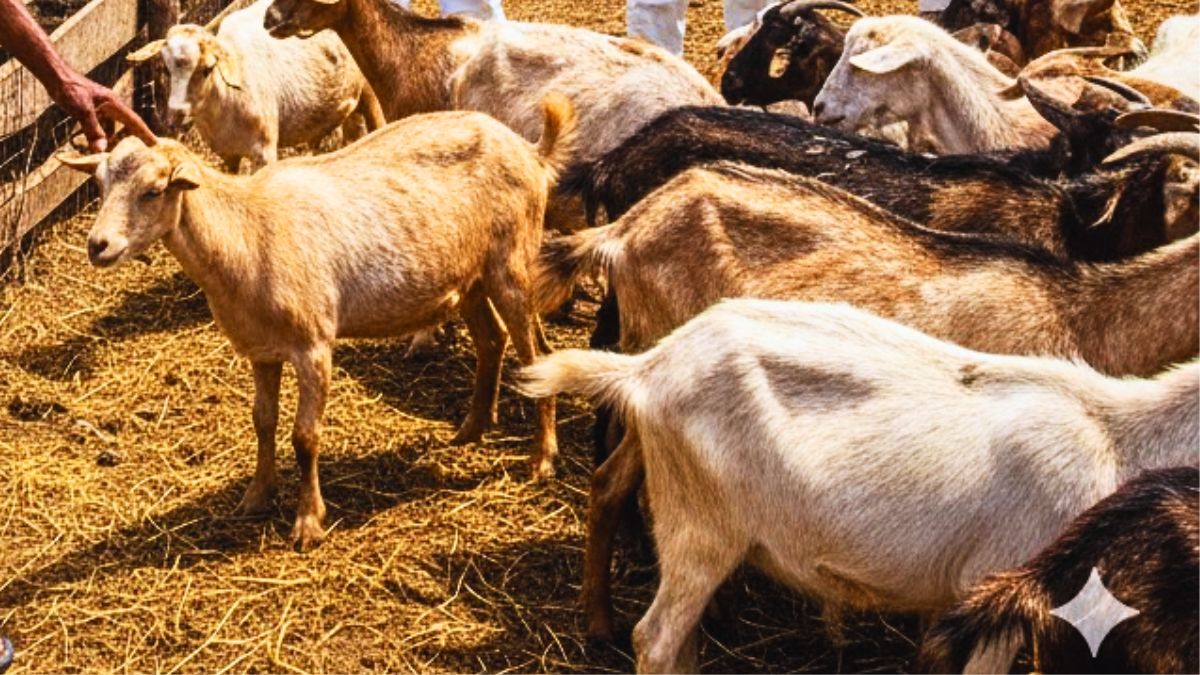 Highly Contagious Cattle Disease Detected in Mauritian Goat