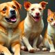 MSAW Files Police Complaint Over Dog & Cat Experiments Between 2019-2020