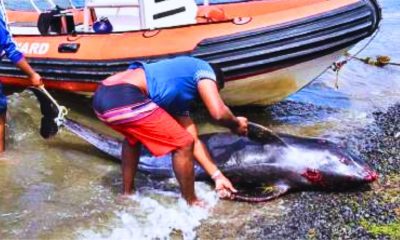 50 Whales, 2 Dolphins: Brutal Disorientation Revealed in Wakashio Inquiry