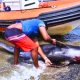 50 Whales, 2 Dolphins: Brutal Disorientation Revealed in Wakashio Inquiry