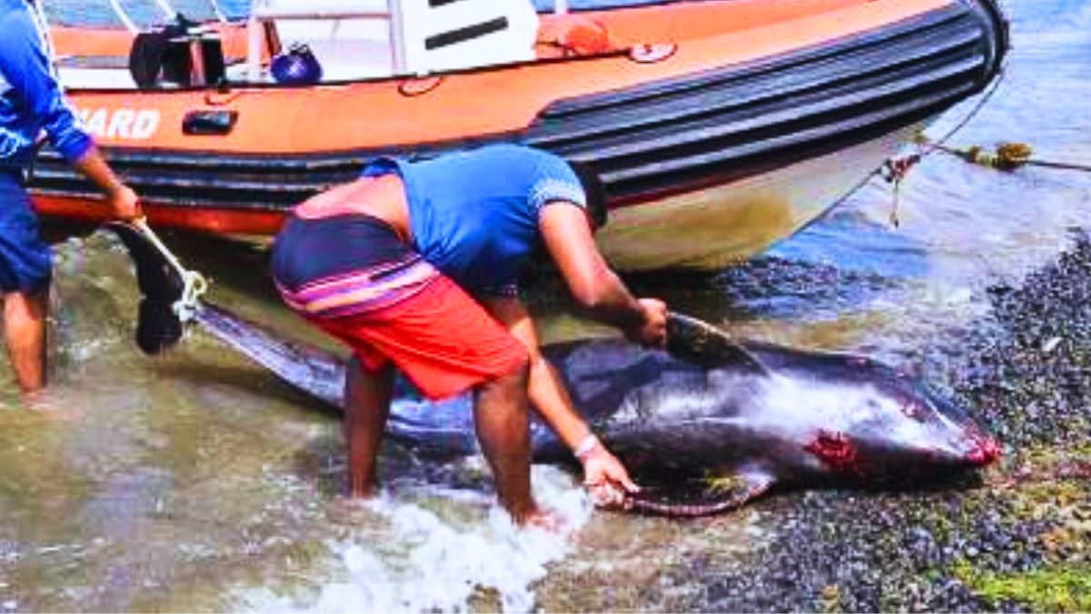 50 Whales, 2 Dolphins: Brutal Disorientation Revealed in Wakashio Inquiry