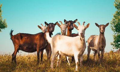 Goat Farmers to Get Rs 6,000 Payout Per Animal After Outbreak