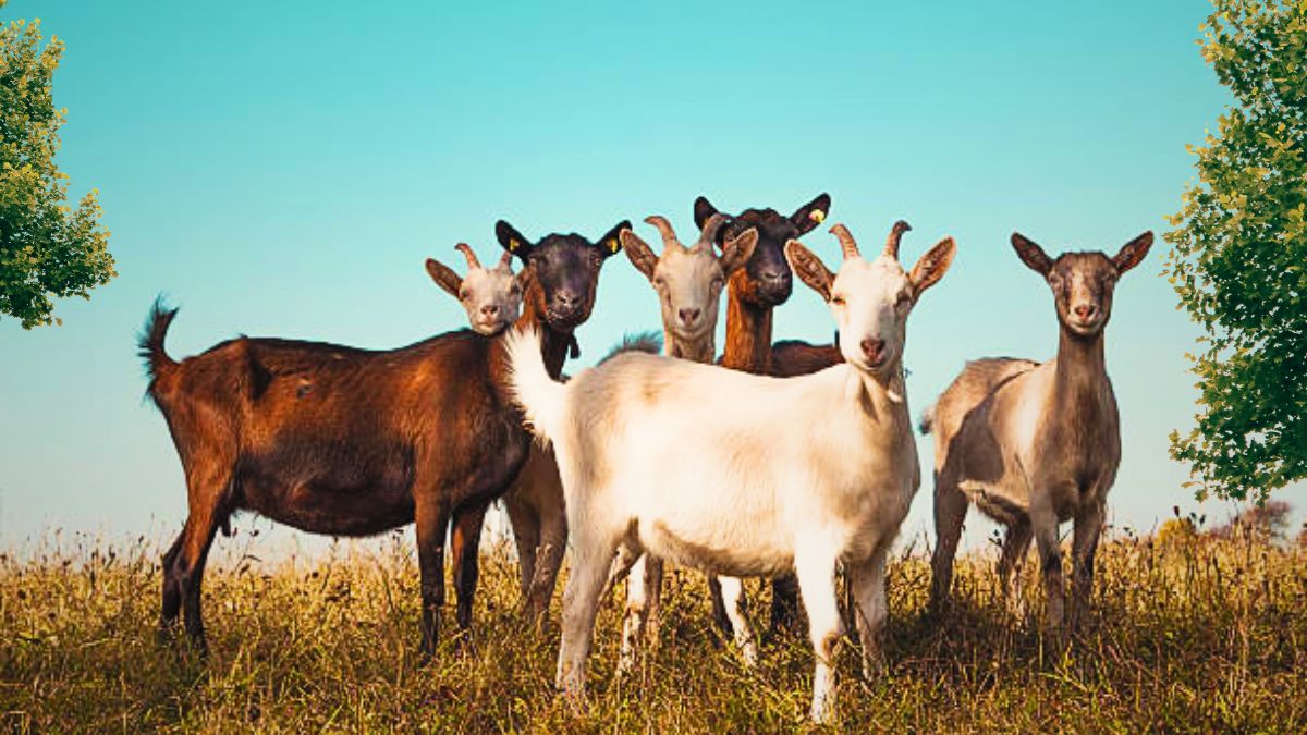 Goat Farmers to Get Rs 6,000 Payout Per Animal After Outbreak