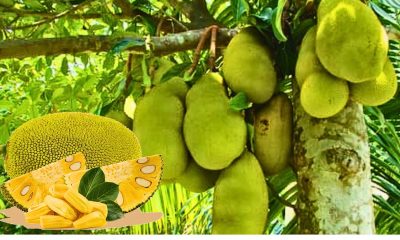 The Jackfruit Revolution: Mauritian Scientist Reveals 3 Key Functional Properties