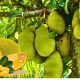 The Jackfruit Revolution: Mauritian Scientist Reveals 3 Key Functional Properties