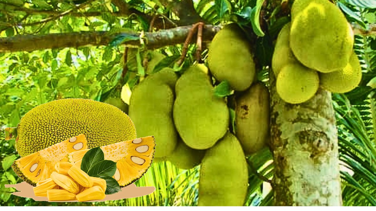 The Jackfruit Revolution: Mauritian Scientist Reveals 3 Key Functional Properties