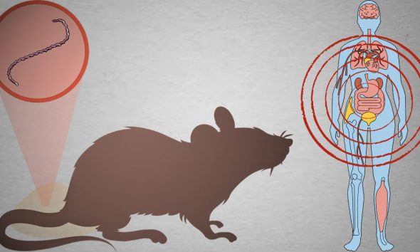 4th Leptospirosis Death Confirmed in Mauritius Amid Rising Cases