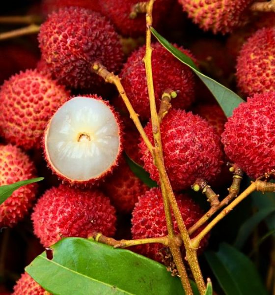 Rs 200/Kilo: Lychee Prices Poised to Crash 90% by January After Initial Peak