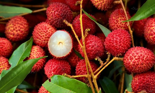 Rs 200/Kilo: Lychee Prices Poised to Crash 90% by January After Initial Peak