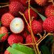 Rs 200/Kilo: Lychee Prices Poised to Crash 90% by January After Initial Peak
