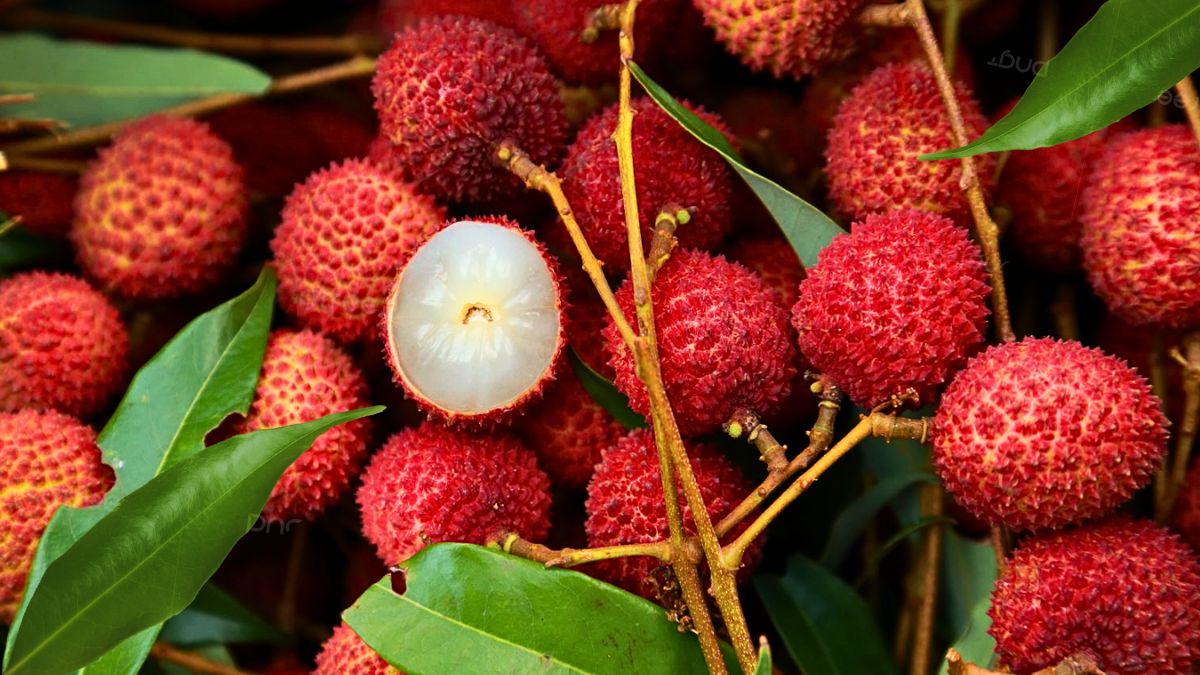 Rs 200/Kilo: Lychee Prices Poised to Crash 90% by January After Initial Peak