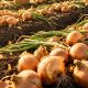 Agriterra Harvests 90 Tonnes Of Onions, Targeting National Import Dependence