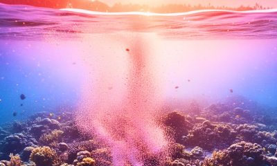 Pink Sea Phenomenon: Coral Spawning Sparks Hope for Struggling Reefs