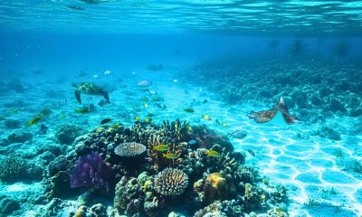 Human Leg Washed Up on Flic-en-Flac Shoreline