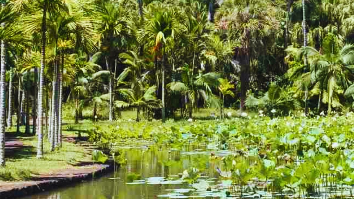 3 Year Old Boy Left Alone After Shelter Staff Make Botanical Garden Error