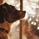7 Vital Strategies To Protect Your Pets From Terrifying Fireworks
