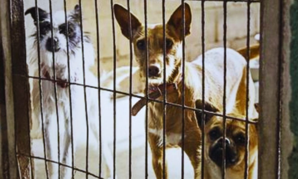 60+ Dogs Found in 'Deplorable' Conditions at Illegal Trou-aux-Biches Structure