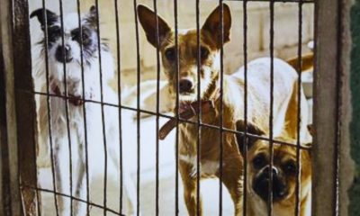 60+ Dogs Found in 'Deplorable' Conditions at Illegal Trou-aux-Biches Structure