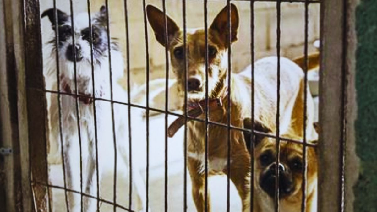 60+ Dogs Found in 'Deplorable' Conditions at Illegal Trou-aux-Biches Structure