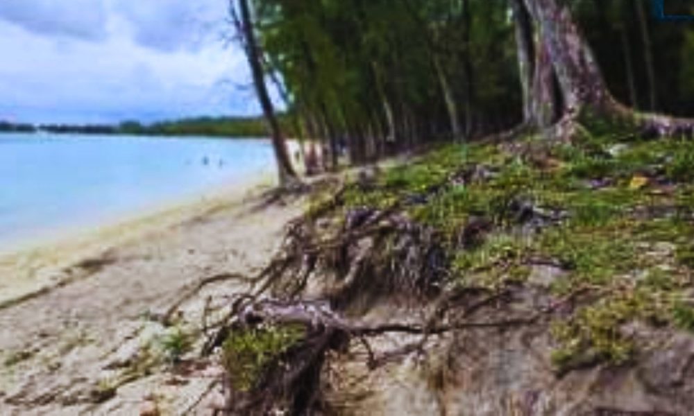50-Metre Buffer Zones Proposed to Save Beaches from Invasive Filao Tree Erosion