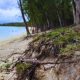 50-Metre Buffer Zones Proposed to Save Beaches from Invasive Filao Tree Erosion
