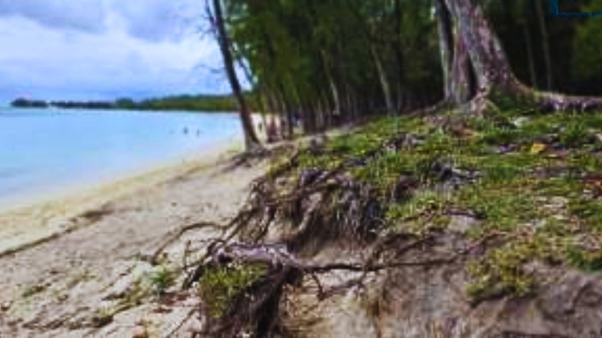 50-Metre Buffer Zones Proposed to Save Beaches from Invasive Filao Tree Erosion