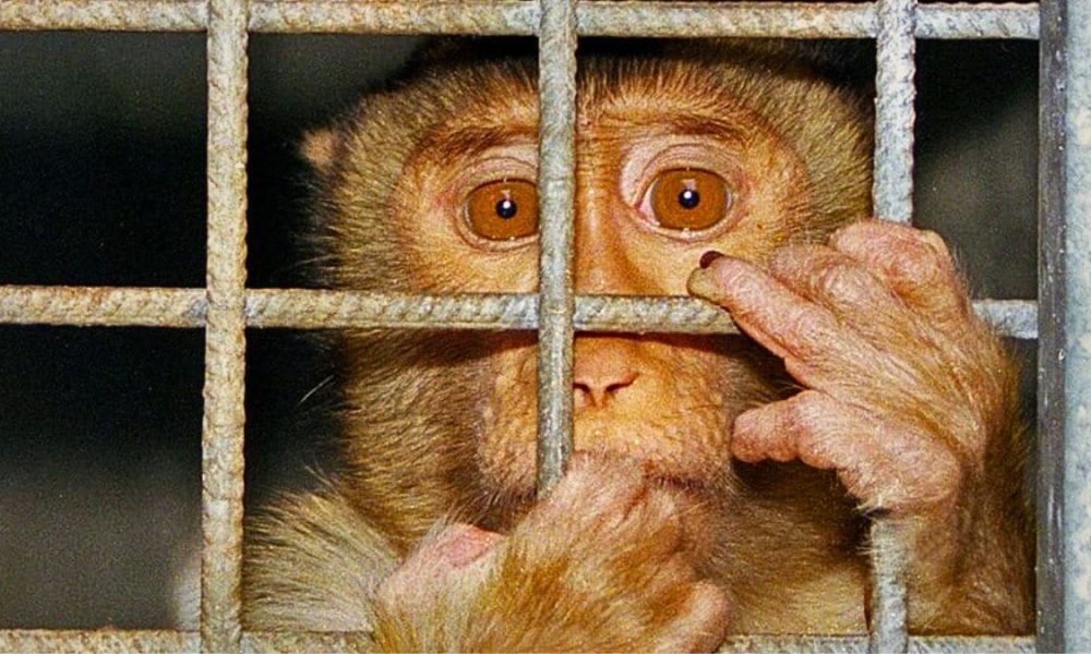 U.S. Regulator to Restrict Primate Testing for Drug Safety
